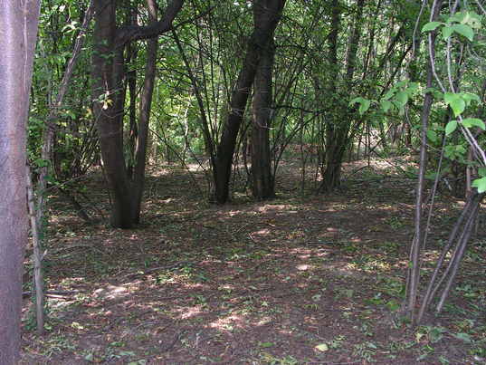 Bosco e torrente - Il bosco
