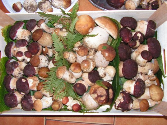 Cucina tradizionale - Porcini freschi