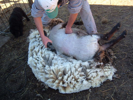 Ciclo della lana - Cura degli animali