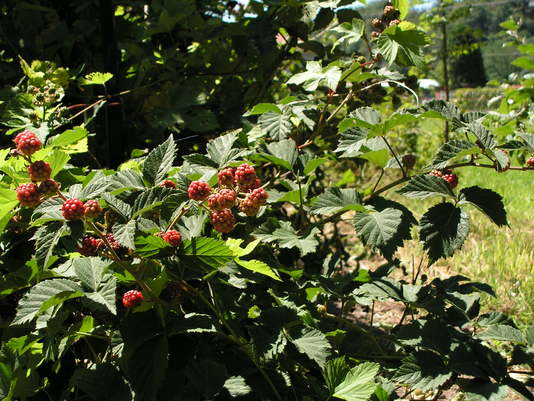 Orto didattico - Frutti di bosco - more