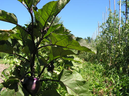 Orto didattico - Melanzane in crescita