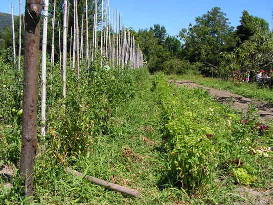 Orto didattico - Filari di pomodori