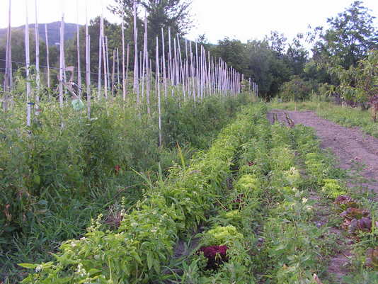 Orto didattico - Filari di verdure