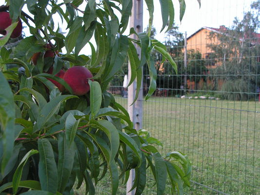 Orto didattico - Pesche