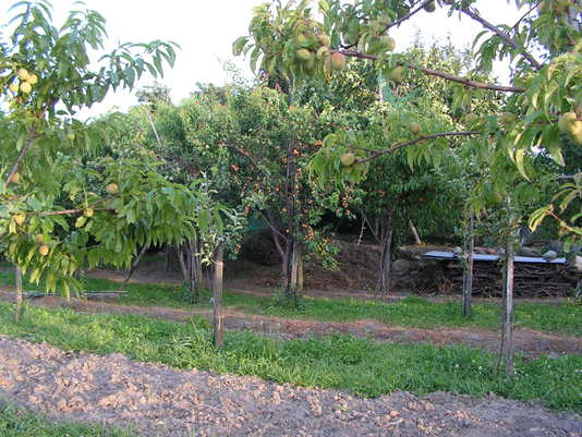 Orto didattico - Preparazione del terreno