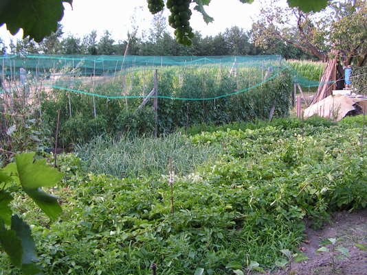 Orto didattico - Altri filari di verdure